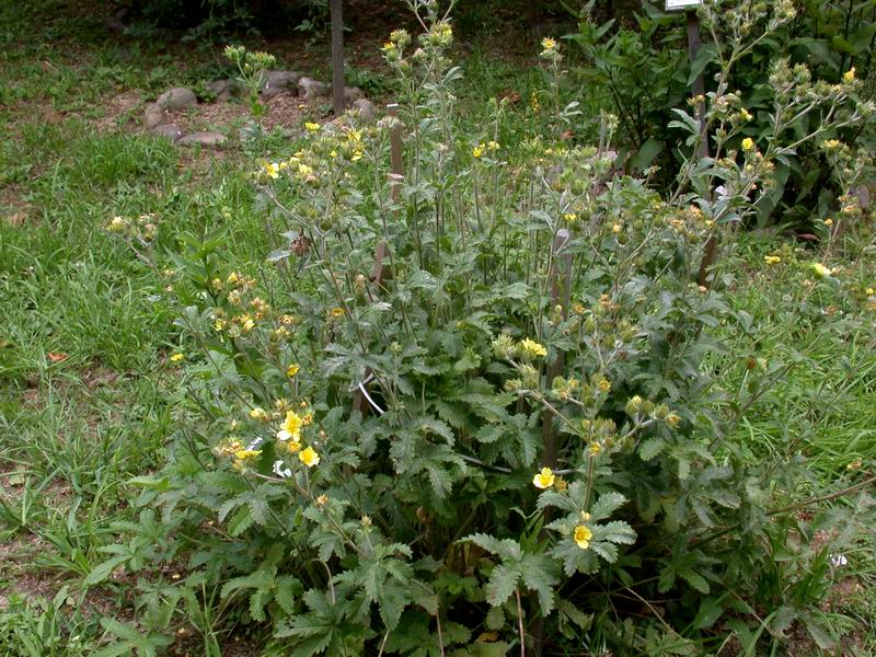Potentilla erecta / Cinquefoglia tormentilla